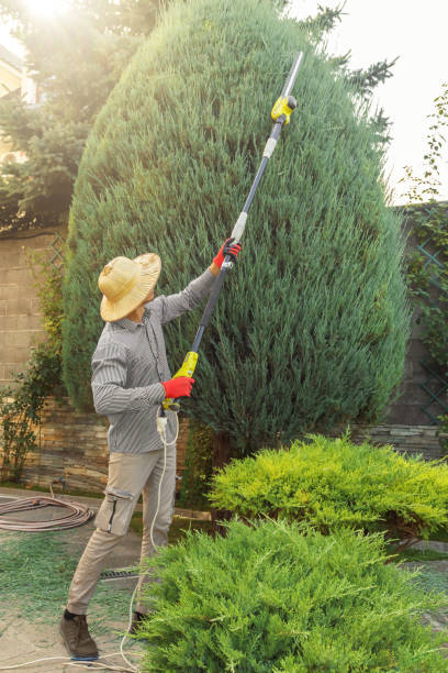 Best Tree Removal Services  in Sarasota Springs, FL